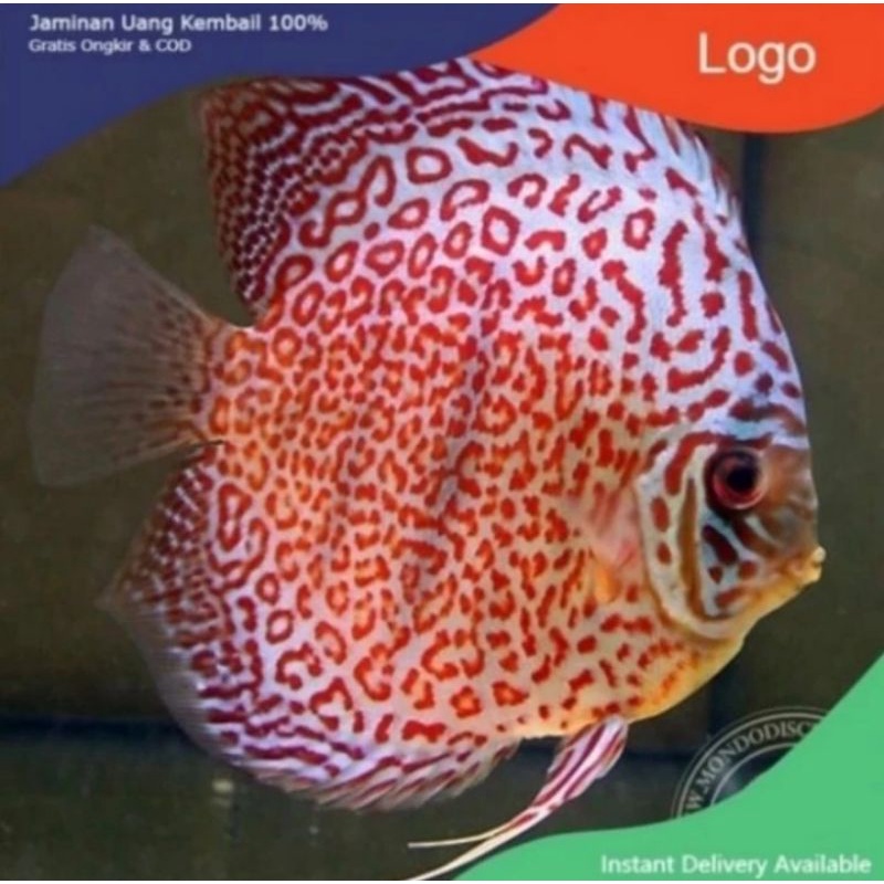 Packing styrofoam ( ikan discus ring leopard 1cm )