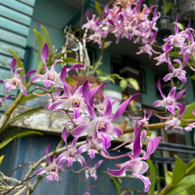 Dendrobium Caesar Warawan, Anggrek Dendrobium Caesar Warawan