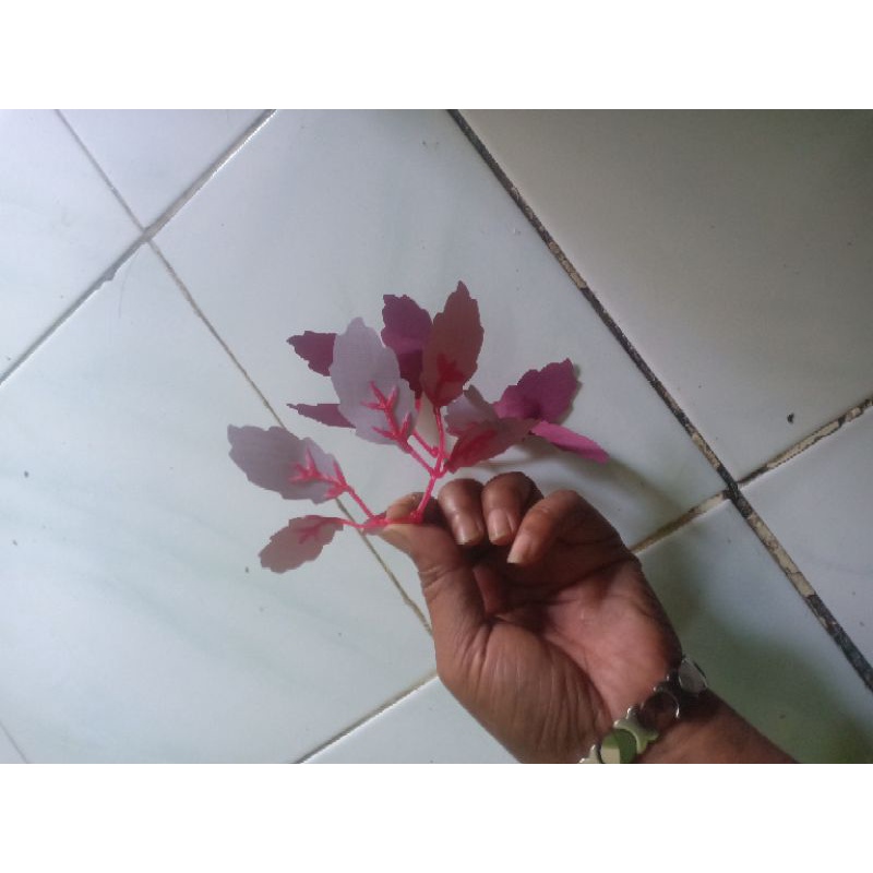 daun cabang 6