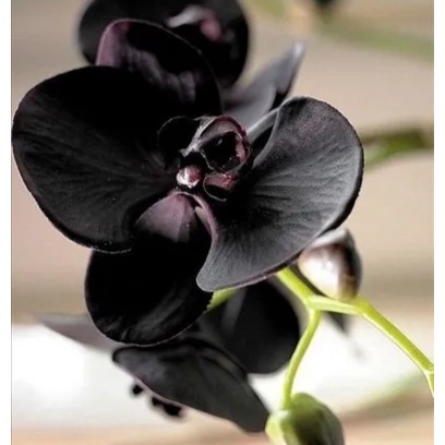 Bibit anggrek hitam,Tanaman Anggrek Hitam,Tanaman Anggrek Hitam Papua,Bunga Anggrek Asli