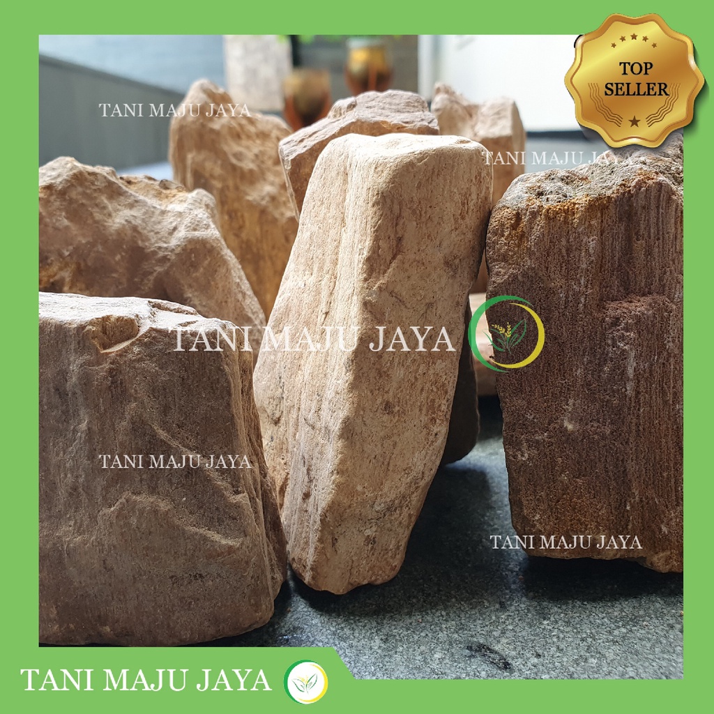 Batu Fosil Kayu Basking Reptil Kura Hardscape Aquascape Fossil Stone