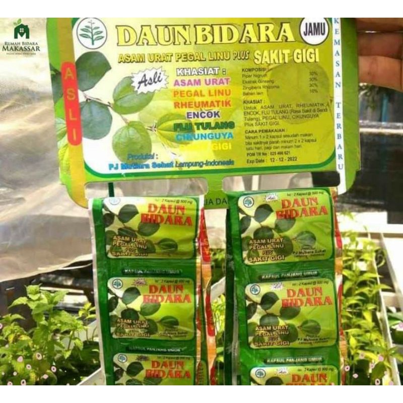 Daun Bidara Kapsul Asam Urat Pegal Linu Renceng