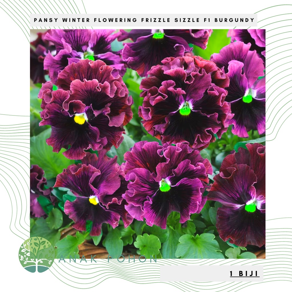 Benih Bibit Biji - Bunga Pansy Winter Flowering Frizzle Sizzle F1 Burgundy Flower Seeds - IMPORT