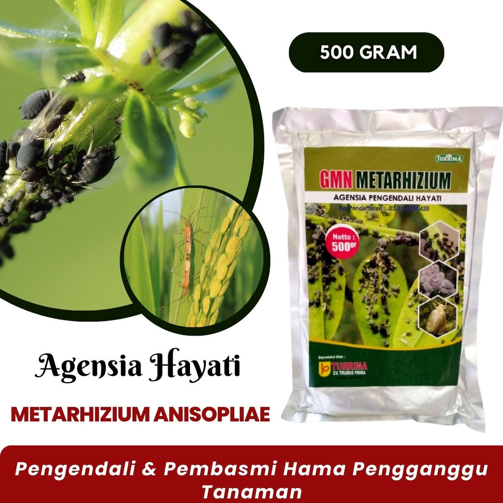 Obat Pembasmi Hama Uret Gayas Ganjas Larva Kumbang Tanduk Metarhizium Metharizium 500 Gram