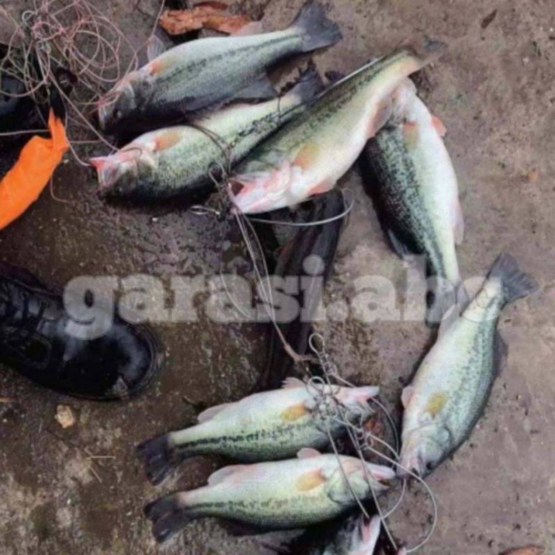 Tali Kait Ikan Stainless steel Gesper Lanyard Carabiner Tusuk Pancing Mancing Rawa Kolam Laut Danau Waduk Sungai Cantolan Pelampung Casting Jigging Popping Dasaran Relix Nusantara Daiwa Shimano Daido