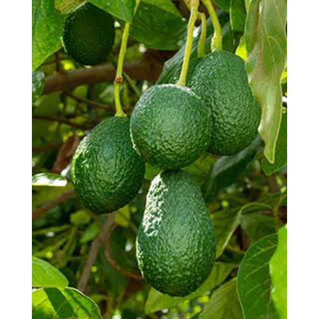 bibit alpukat miki bibit buah alpukat miki tinggi 1 meter