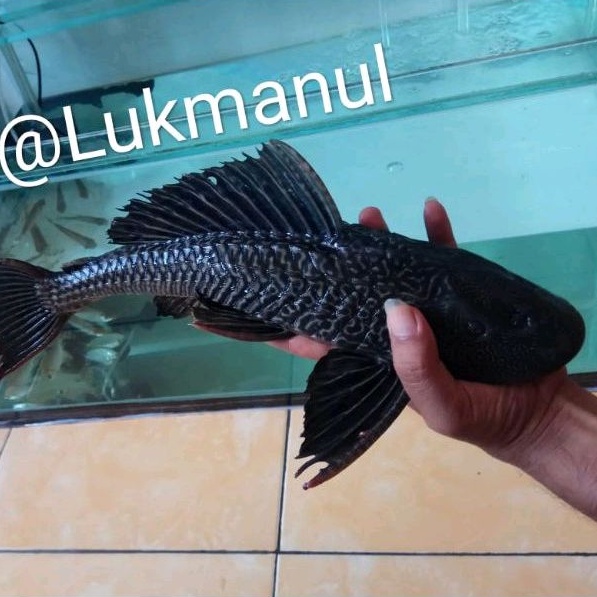 Ikan sapu sapu jumbo