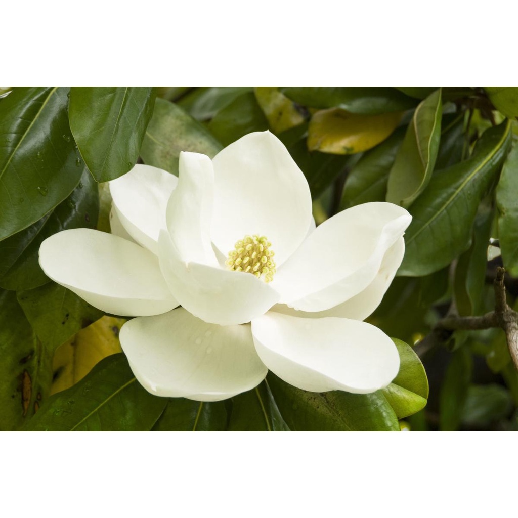 Benih Bibit Biji - Pohon Bunga White Magnolia Putih Flower Tree Seeds - IMPORT