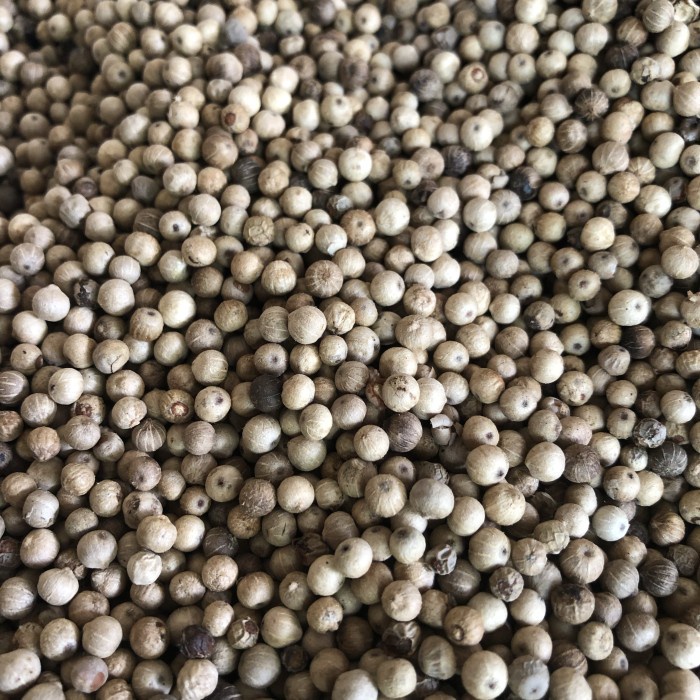 

LADA PUTIH MERICA WHITE PEPPER 1KG PRODUK NYATA AMPUHNYA