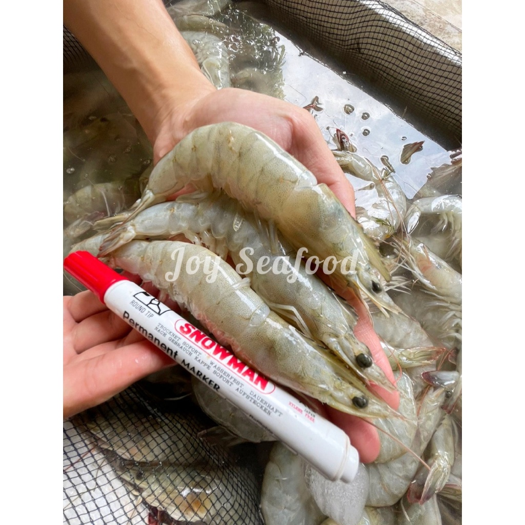 

Udang Vaname sz 20 Kulit lunak