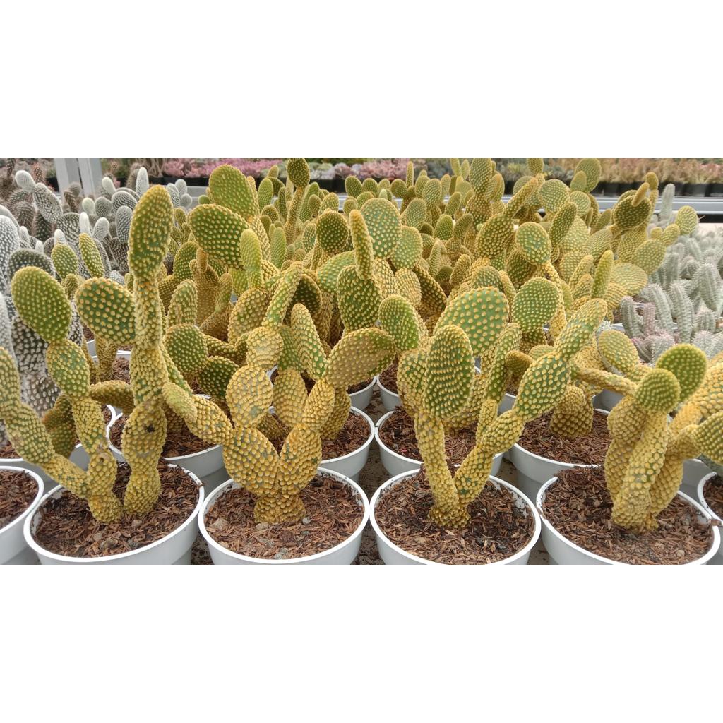 Kaktus Sukulen (Opuntia Microdays Duri Kuning) Tanaman Hias Hidup