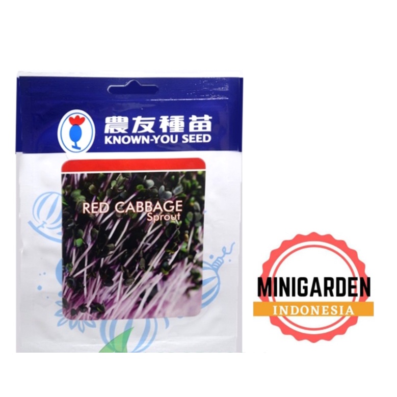 BENIH MICROGREEN RED CABBAGE SPROUT 10 GRAM bibit biji microgreen known you seed