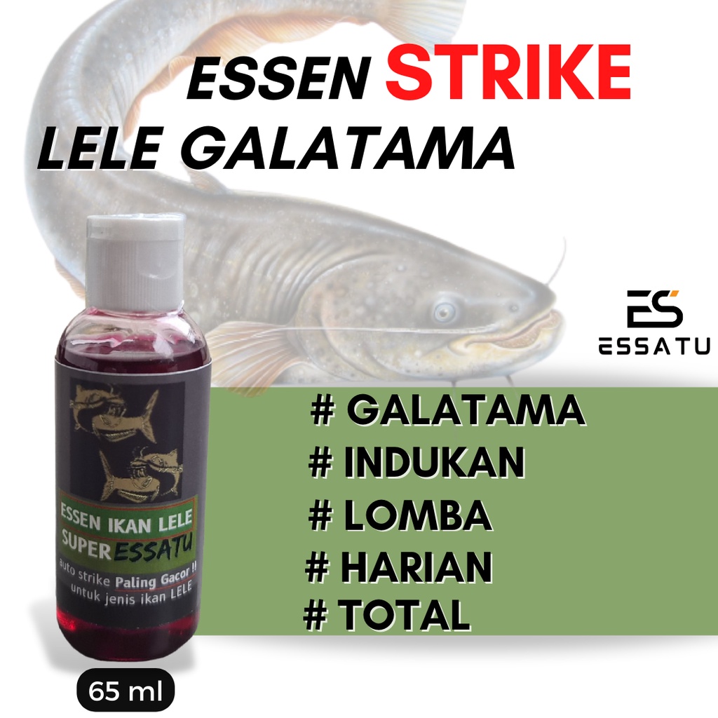 Essen Strike Ikan Lele Essatu Harian, Galatama dan Indukan