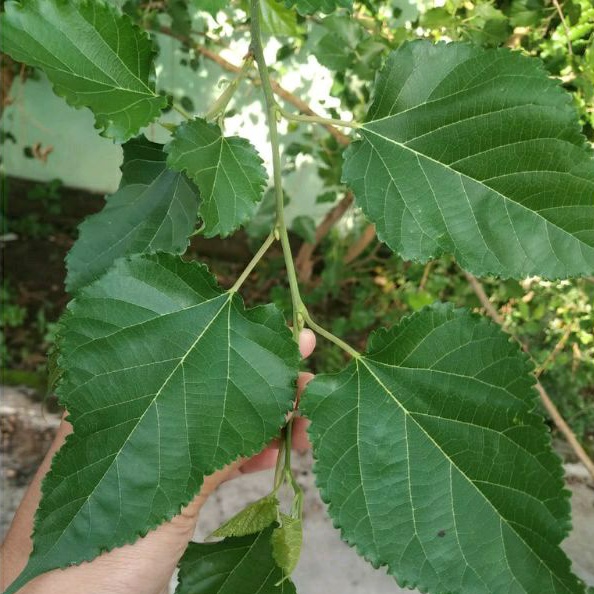 

Daun Murbai Segar NON PESTISIDA 25 Lembar Untuk Herbal