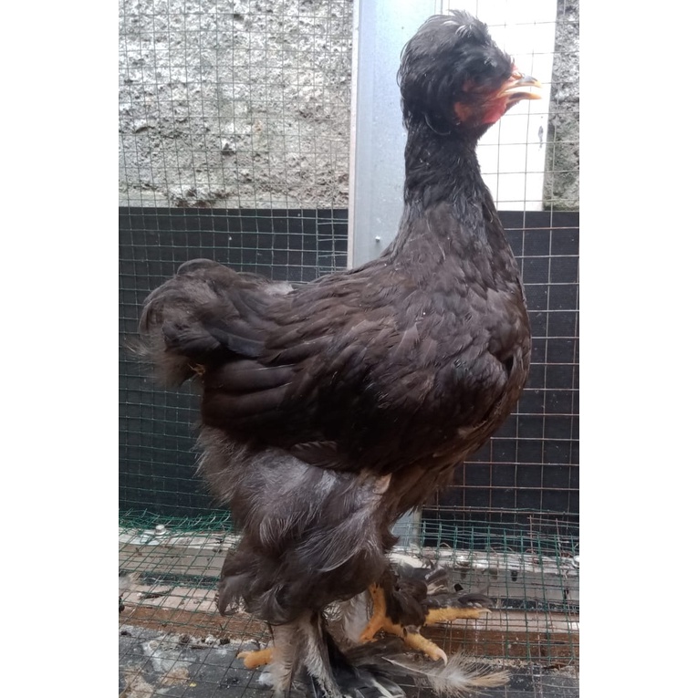 Ayam brahma park black usia 3 bulan up ( real foto dan vidio )