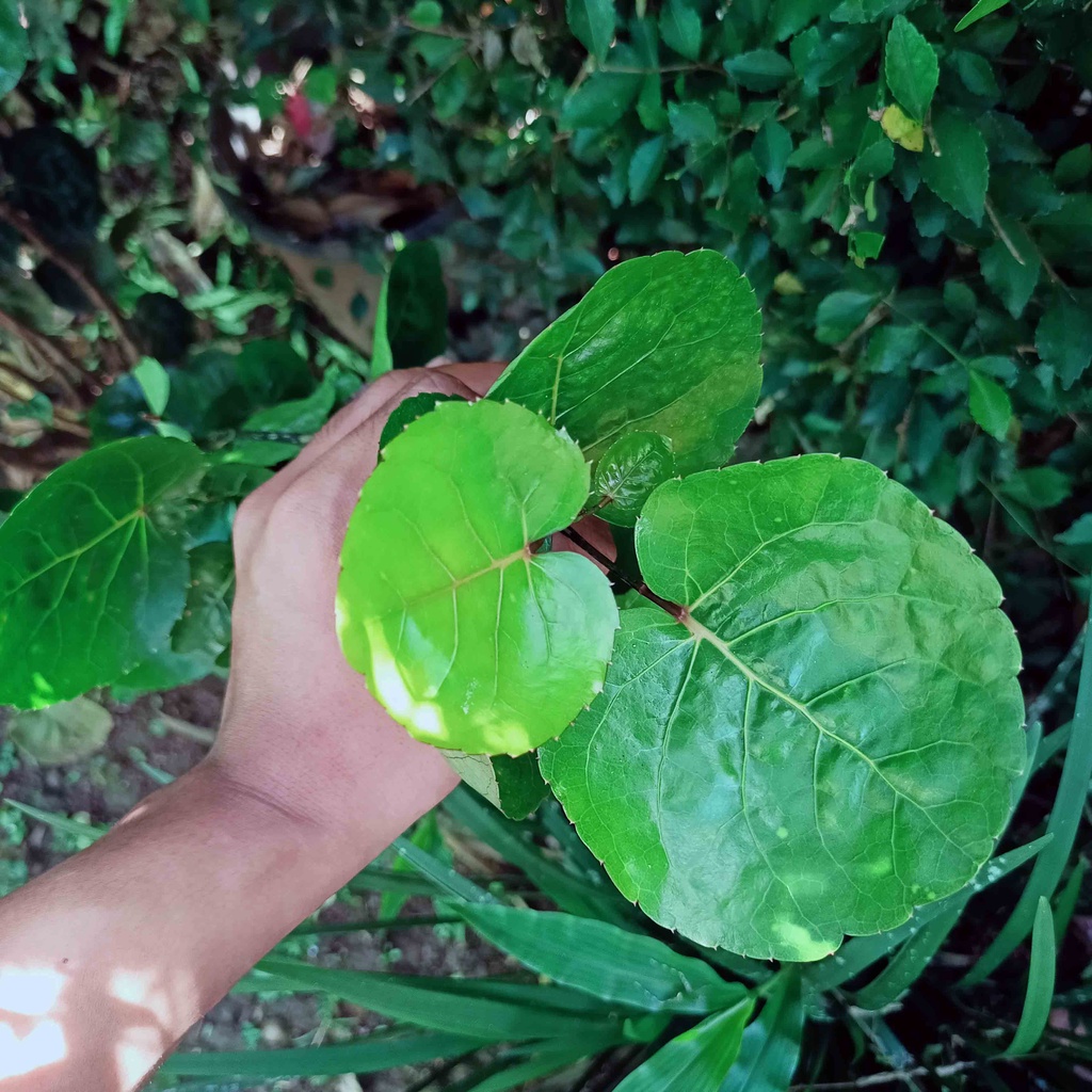 

Daun Mangkokan Harga Perlembar