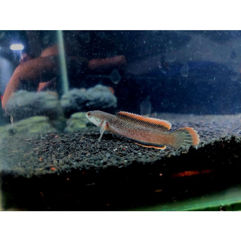 Limbata Golden Strip X Lokal Lawu 6-7cm