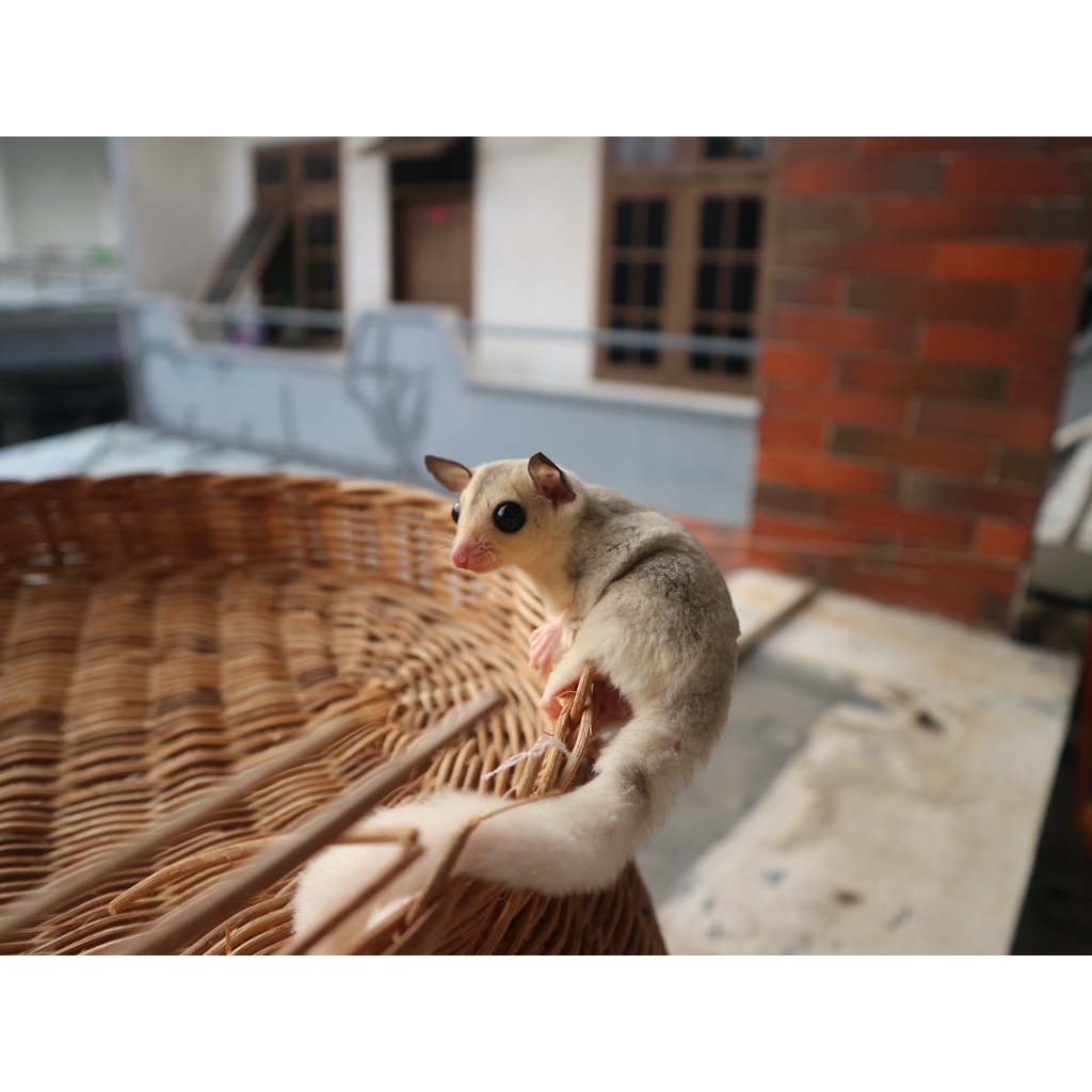 Sugar Glider Joey Moza / Mozaic / Mozaik /Mosaic - Jantan Betina Jinak