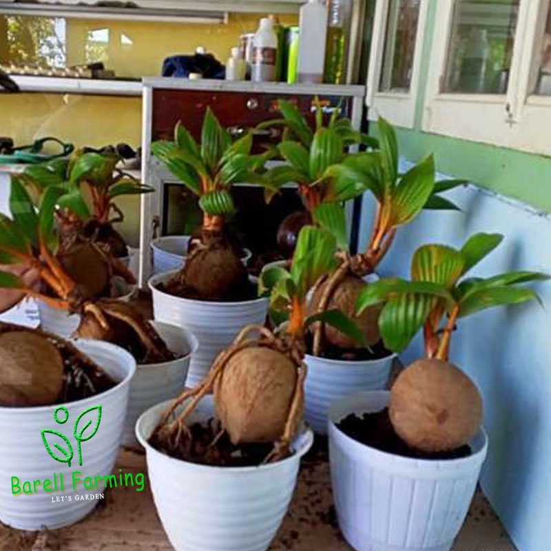 BONSAI KELAPA SUDAH JADI BIBIT UNGGUL dijamin berkualitas