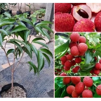 Bibit Buah Leci Merah Madu