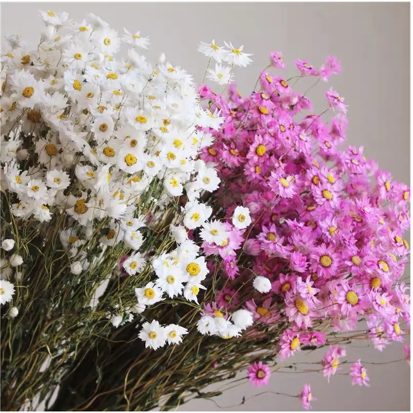 [100 gr] Dried Flower Preserved Daisy Chrysanthemum Rodanthe - Bunga Kering Krisan Dry Flower Chrysa