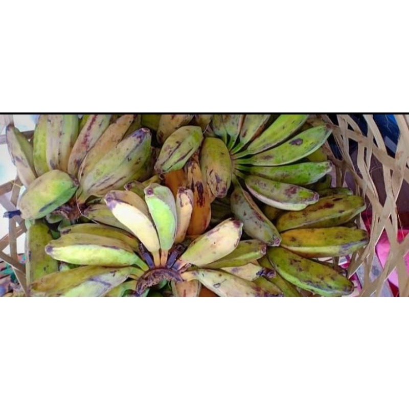 

PISANG SABA ( ENAK DI MASAK APA AJA )