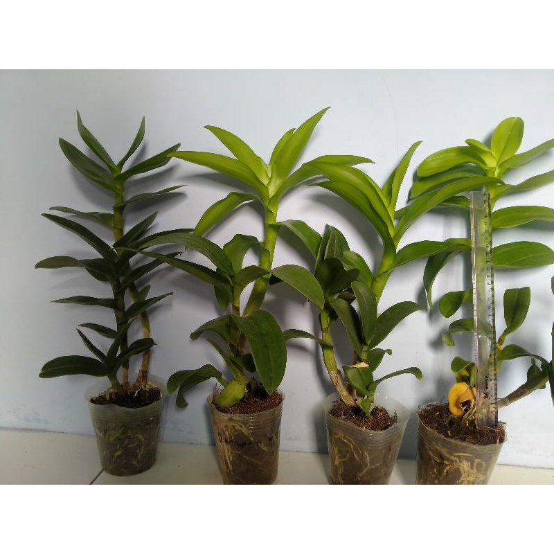 anggrek dendrobium dewasa,jumbo