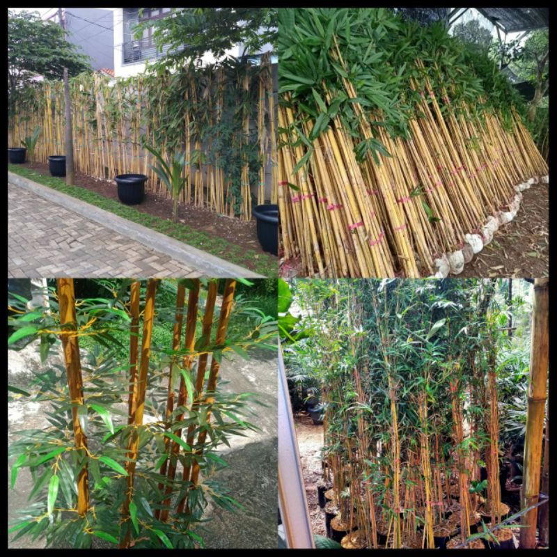 Tanaman Hias Pohon Bambu Kuning/Bambu Panda Bibit Bambu Kuning Tinggi 1 Meter Up