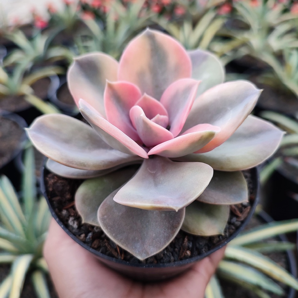 Echeveria Perle Von Nurnberg Variegated | DP 10cm | Sukulen