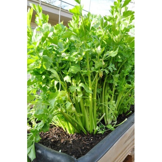 bibit tanaman seledri rimbun siap tanam bukan benih