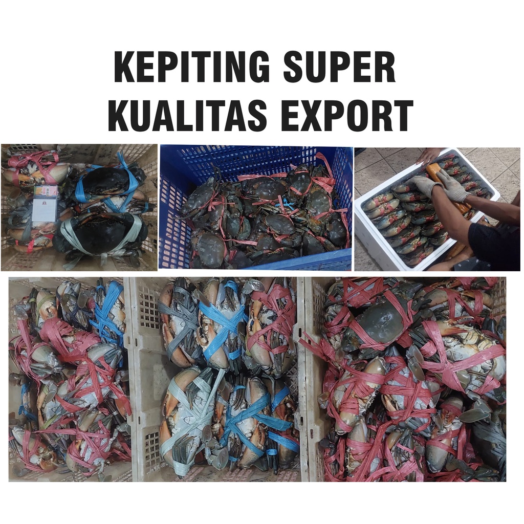 

KEPITING SUPER Kualitas Export