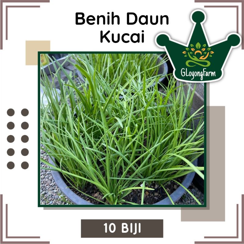 Benih Daun Kucai Hibrida Known You Seed - Benih Sayuran