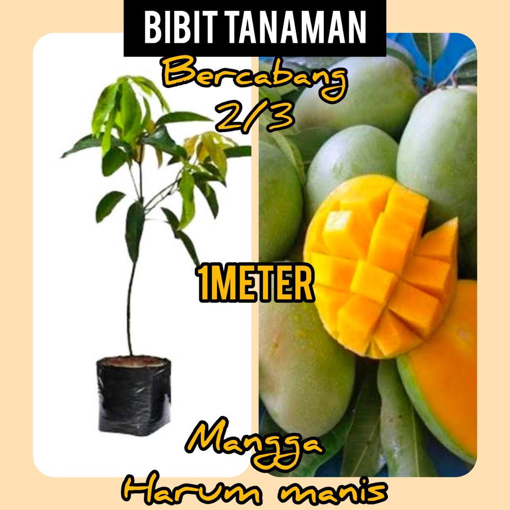 Bibit Mangga Harum Manis 1 Meter batang bercabang 2 atau 3 cabang