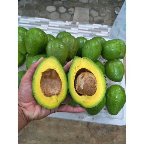 

alpukat mentega super