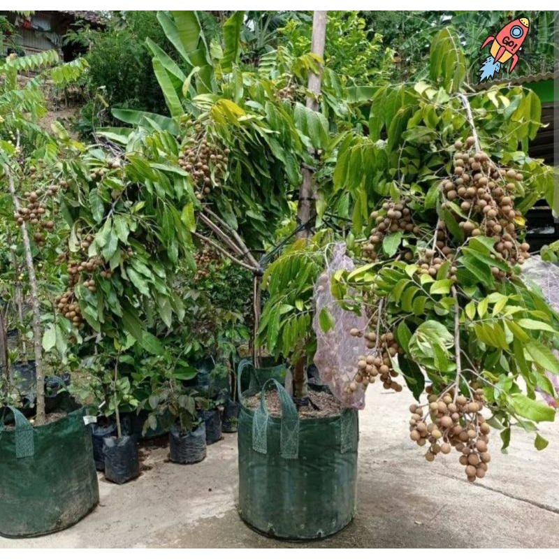 Kelengkeng tabulampot