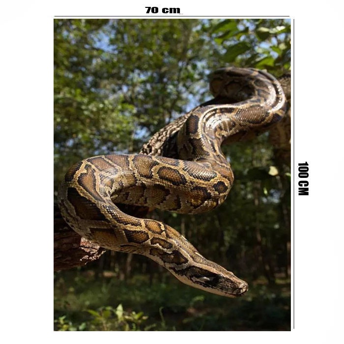 Poster jumbo uk 70 x 100 bahan albatros motiv phyton