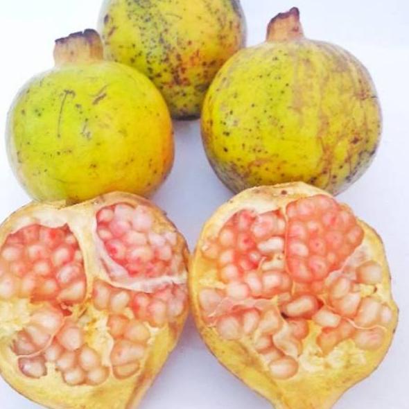 

✿ Buah Delima Putih 1 kg organik fresh baru petik untuk ➹