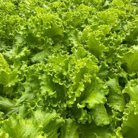 Benih Bibit Selada Keriting Anizel Naked Seed Bedjo 1 gr isi Ribuan