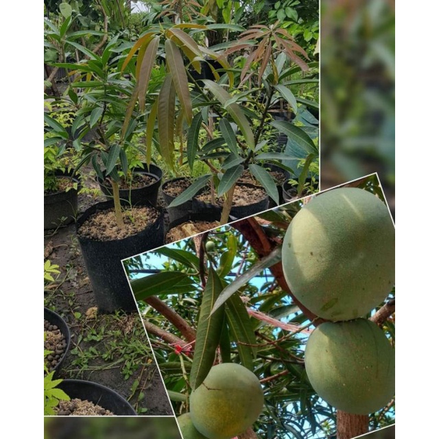 Bibit Mangga Kelapa Original Tinggi 1 Meter Batang Besar Cepat Berbuah