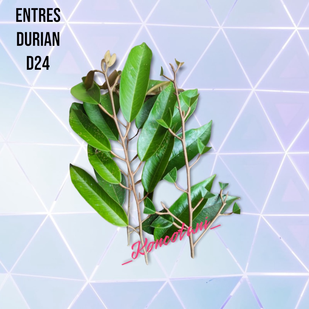 ENTRES DURIAN D24 SULTAN SUPER ENTRES DURIAN UNGGUL(3PCS)