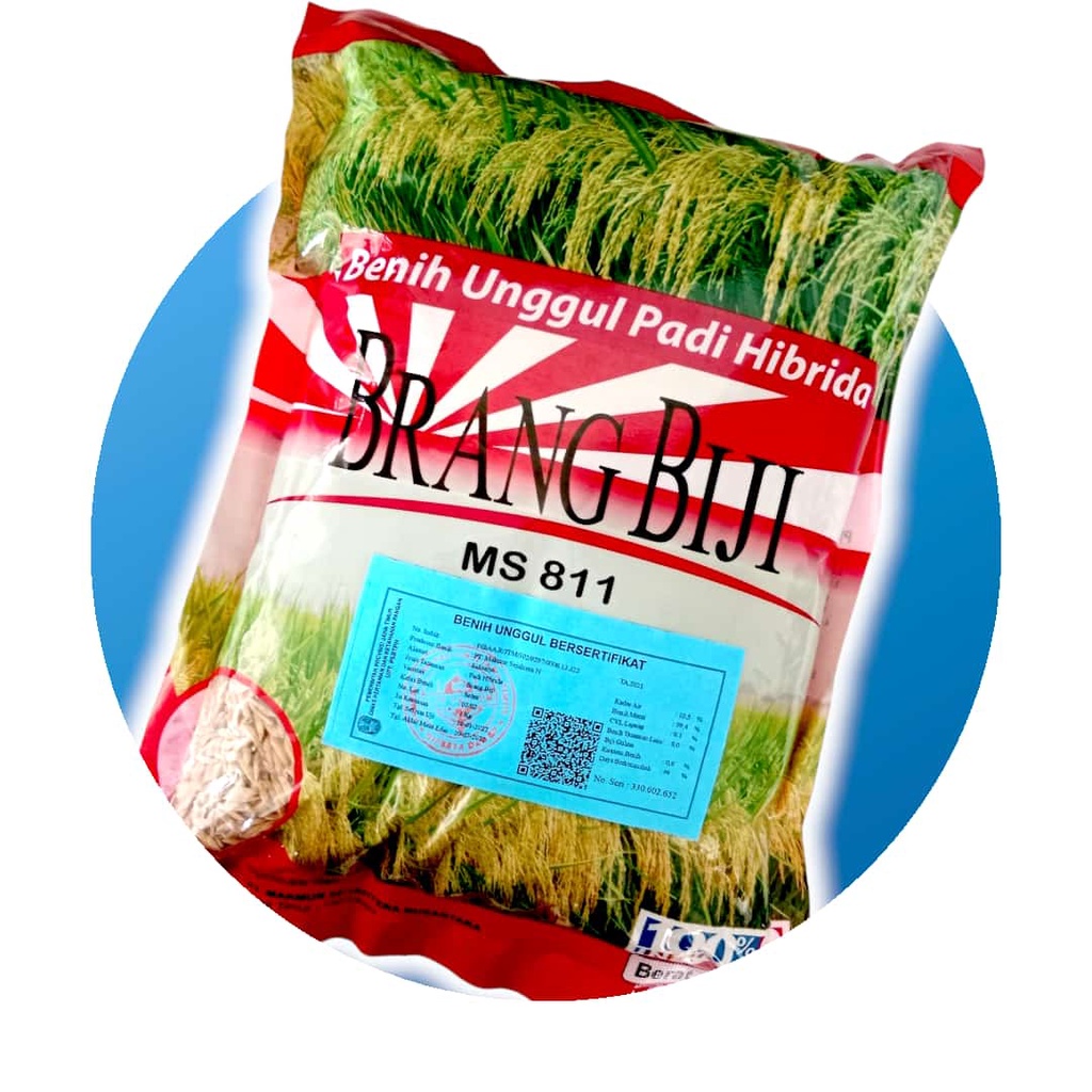 BENIH PADI HIBRIDA BRANGBIJI|BENIH PADI UNGGUL HIBRIDA|TAHAAN HAMA WERENG