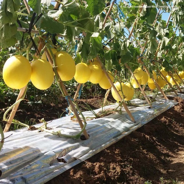 Isi 100 Butir Bibit Benih Melon Golden Alisha F1 Cap Panah Merah