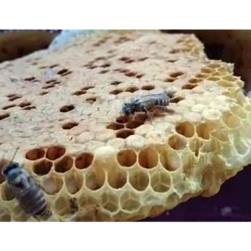 Larva lebah tawon 250gram