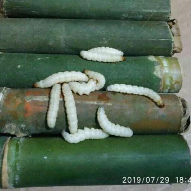 ✾SUPER DISKON♥  ulat bambu uler bambu Cilung cangcilung umpan mancing ulat bambu