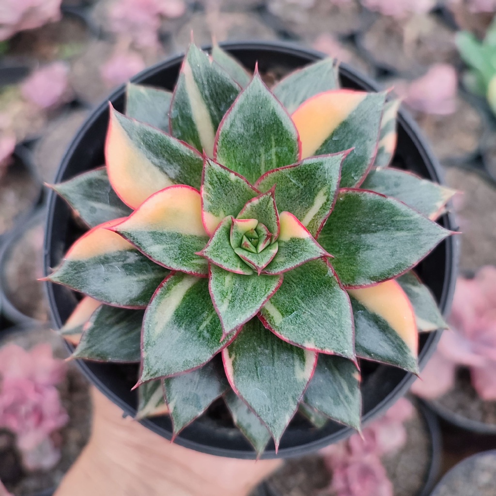 Echeveria Monocerotis Variegated | D 10 Cm | Sukulen