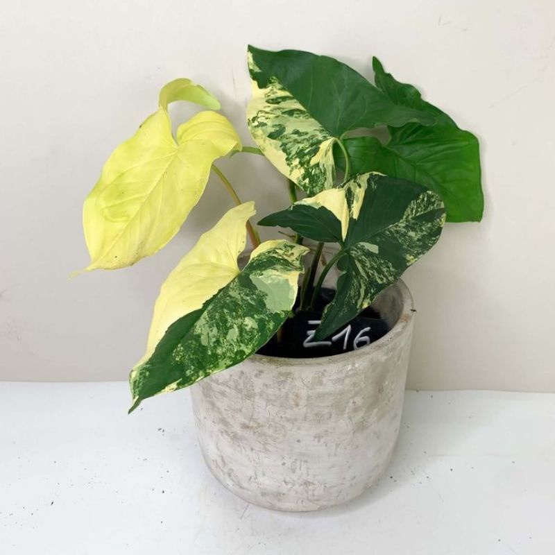 TANAMAN HIAS SYNGONIUM YELLOW - TANAMAN HIAS SYNGONIUM