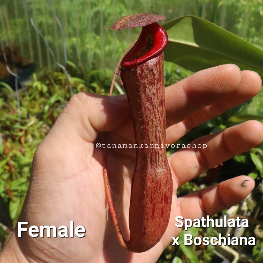 Nepenthes Spathulata x Boschiana Female Bibit Tanaman Karnivora