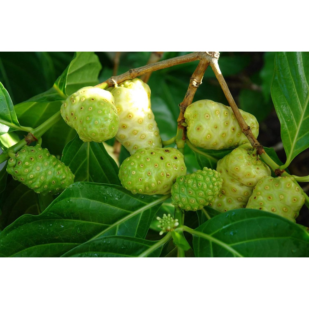 

Jual buah MENGKUDU lansung dari pohon nya 500 gram BANDUNG obat herbal