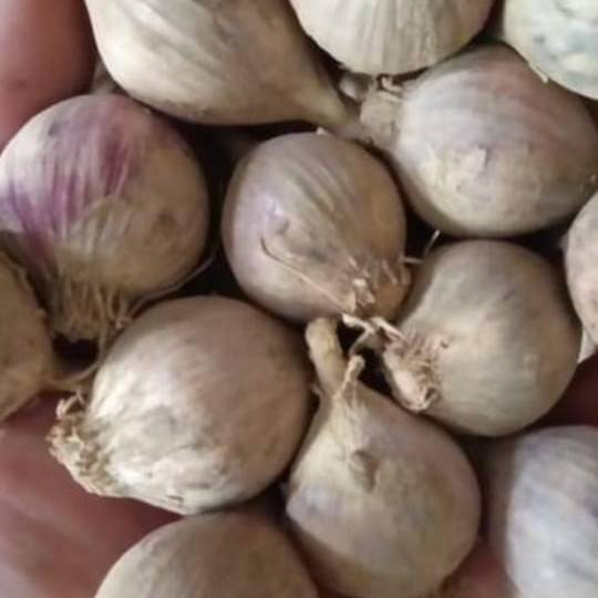 

bawang putih tunggal lokal lanang 1kg - 250gram