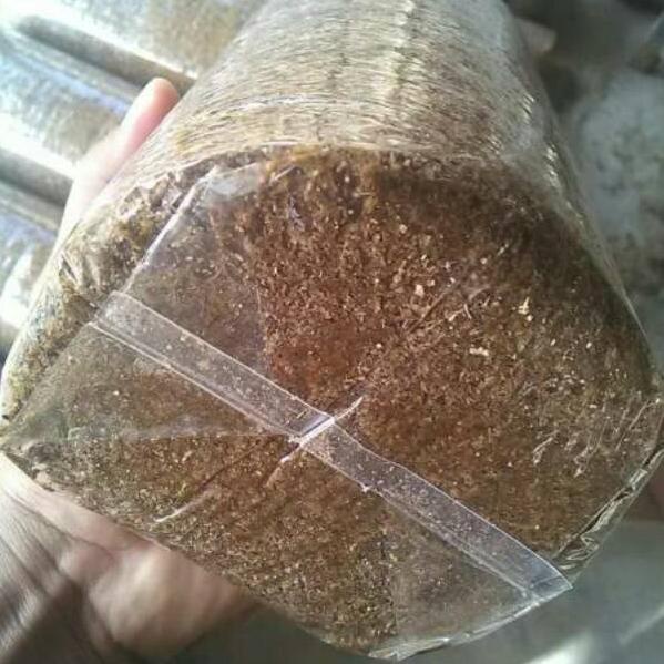 ㅿ Plastik baglog jamur tiram jenis pp ukuran 0,4x18x35 READY 87V